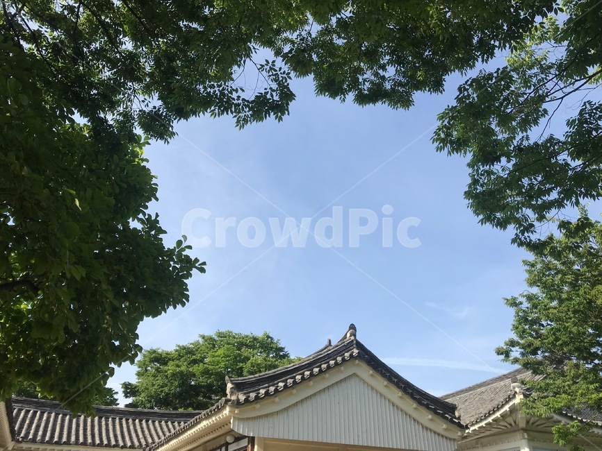 하늘,풍경,기와,여름,맑음