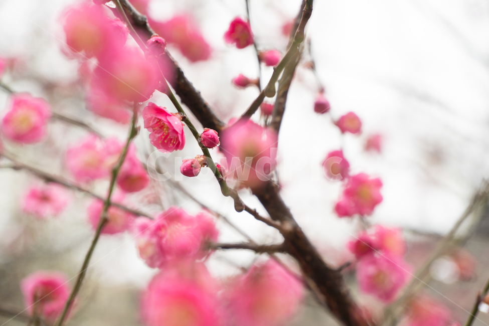 초봄,매화,꽃,봄,봄꽃,아름다움,감성,봄,계절,spring,season,식물,자연,plants,nature,꽃,flower,plant,blossom