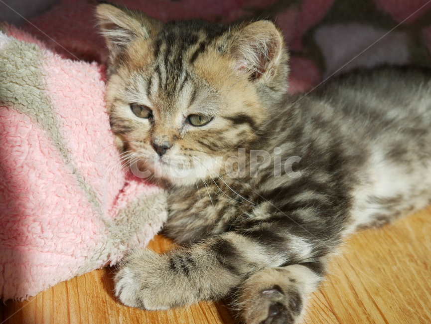 고양이,개냥이,아기고양이,아기냥이,귀여운,동물,동물,animal,포유류,mammal,고양이,cat,kitten,kitty