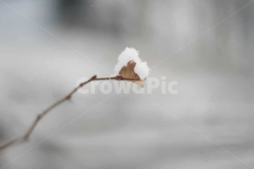 눈,겨울,나뭇가지,하얀색,차가움,겨울,계절,winter,season,식물,자연,plants,nature