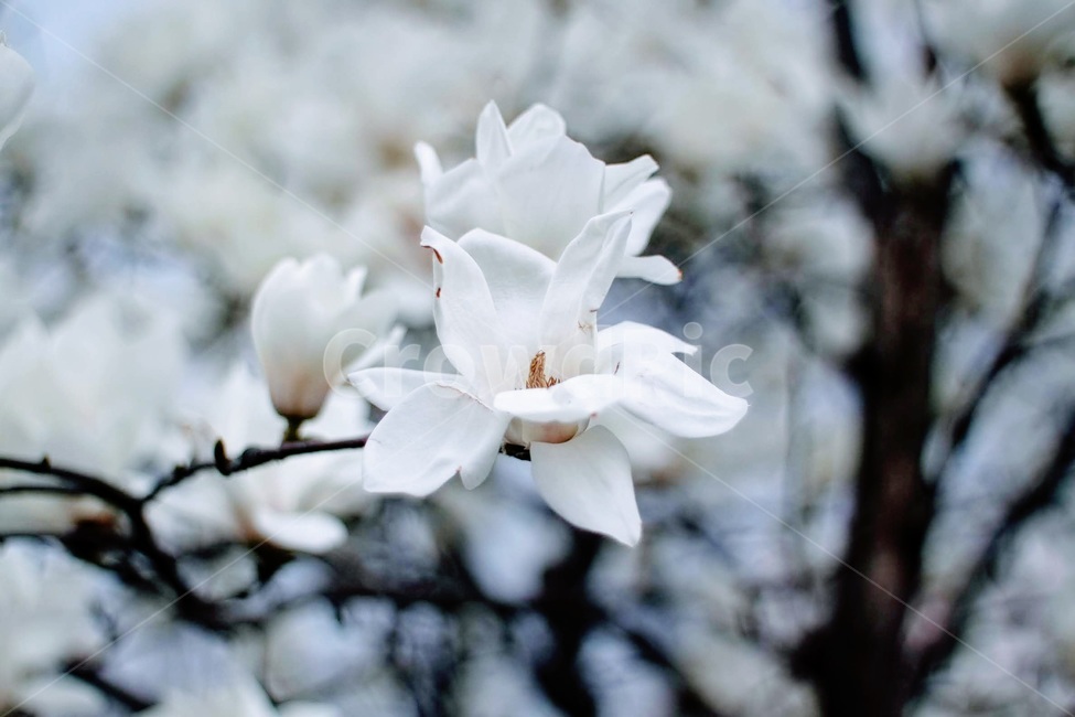 목련,흰꽃,목련나무,하얀목련,봄꽃