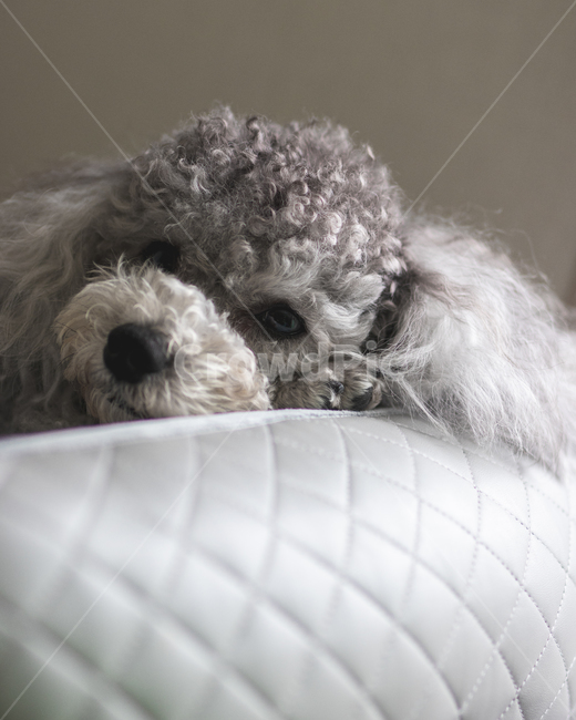 강아지,푸들,동물,poodle,회색,애견,애완견,반려견,눈빛,gray,dog,puppy,동물,animal,포유류,mammal,고양이,cat,kitten,kitty