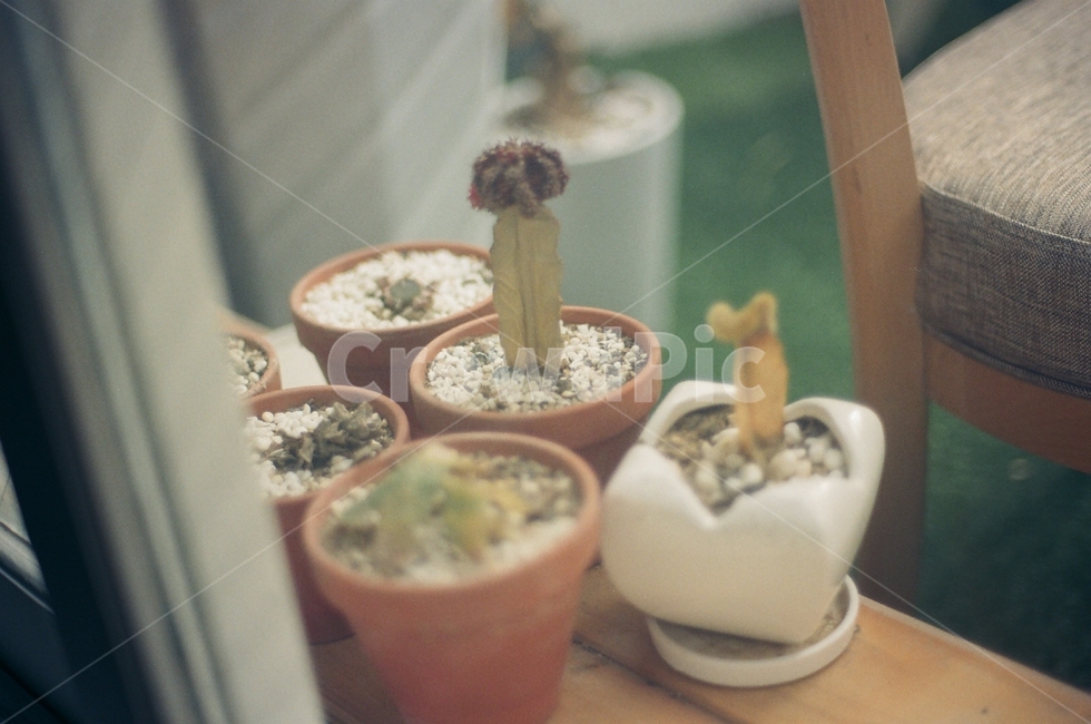 카페,cafe,필름,film,인테리어,interior,디자인,선인장,꽃,flower