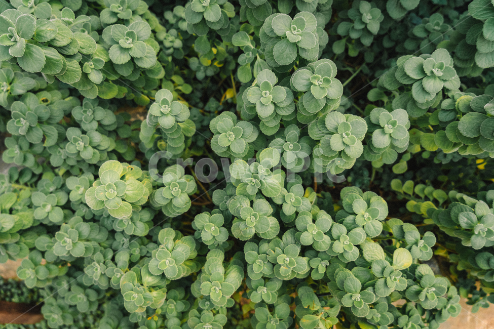 식물,자연,풍경,배경,바탕화면,그린,초록,초록색,plant