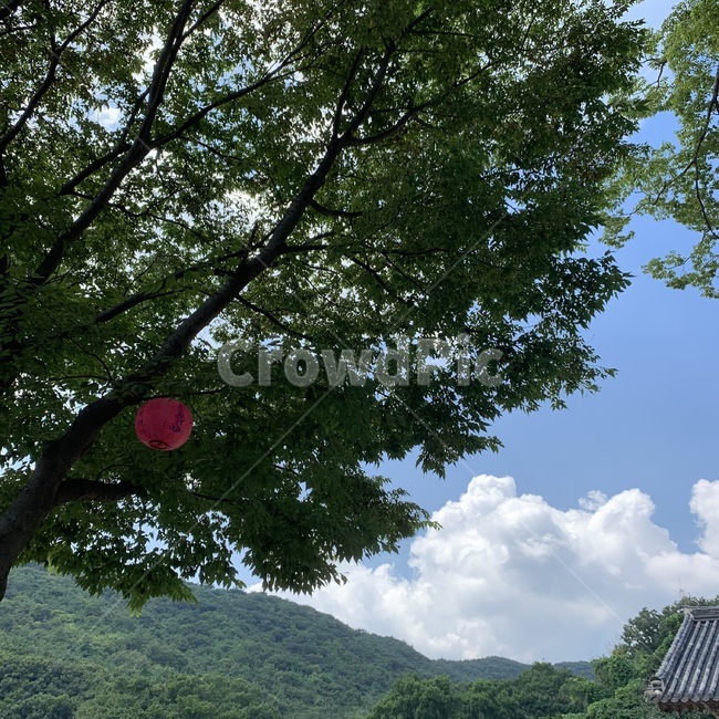 절,나무,구름,산,초록색