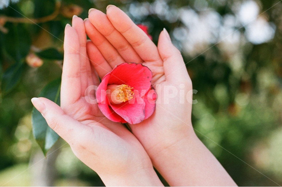 동백꽃,손,flower,자연,신체,hand,필름사진,식물,자연,plants,nature,꽃,flower,사람,인물,인간,human,person,신체일부,몸,body,감성,sensible,feeling