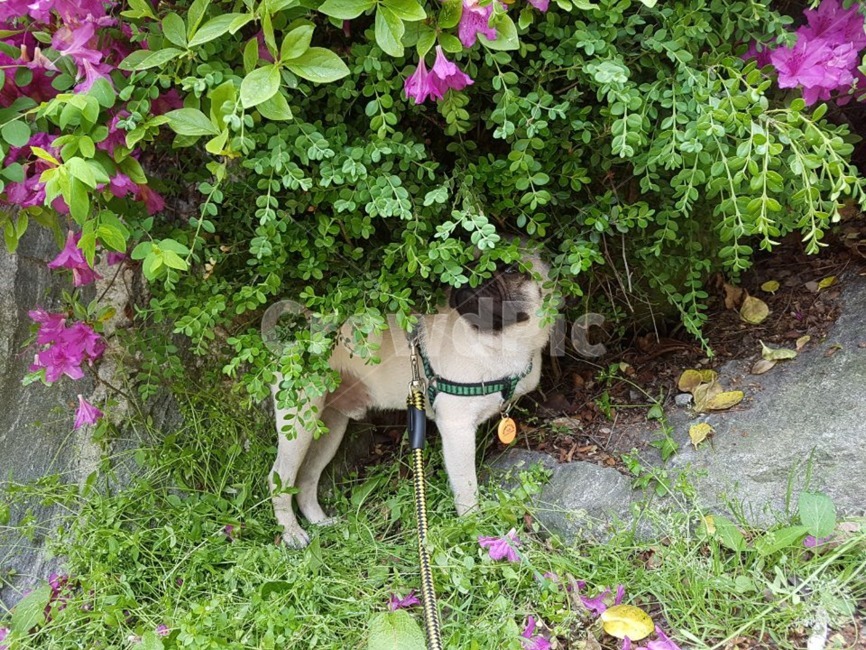 퍼그,강아지,반려견,애완동물,산책,동물,animal,포유류,mammal,개,강아지,dog,doggy