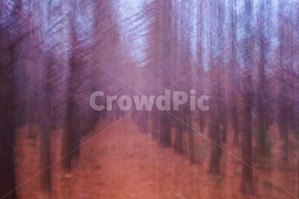 겨울,나무,숲,계절,메타세콰이어,이중촬영,다중노출,겨울,계절,winter,season,자연,풍경,nature,landscape,weather,날씨