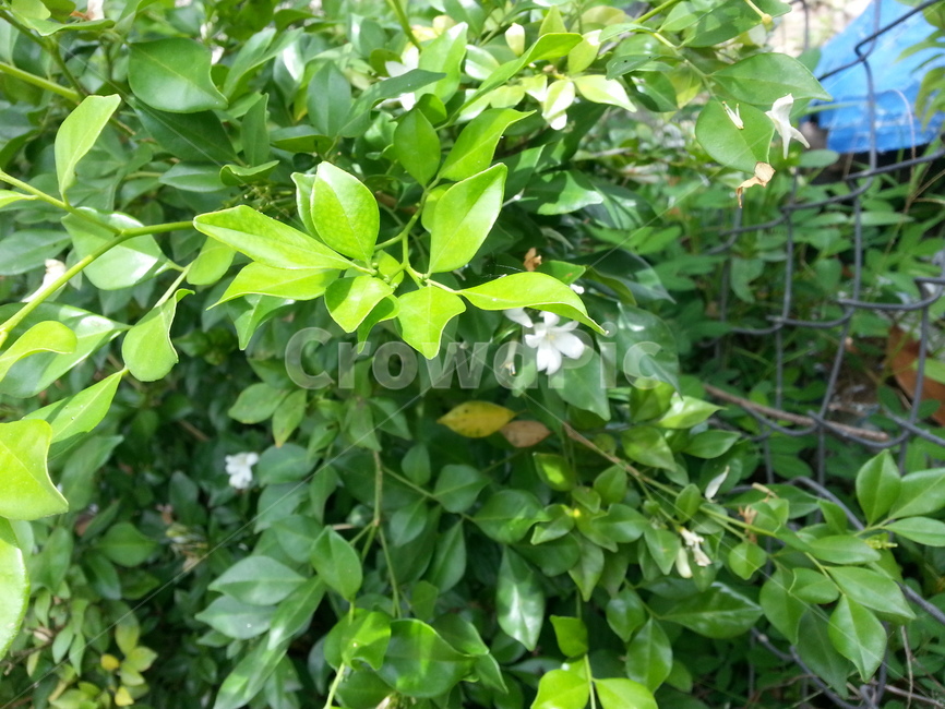 여름,summer,동남아,plant,식물,leaf,잎,자스민,jasmine,자스민꽃,꽃,flower