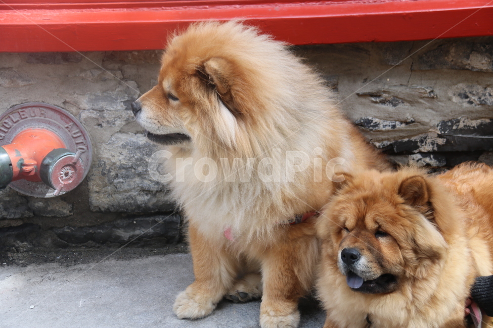 개,dog,애완동물,동물,pet,chowchow,차우차우