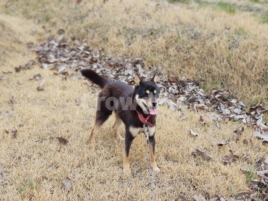 흑구,반려동물,용맹함,산책,dog,가족,동물,animal,포유류,mammal,개,강아지,dog,doggy