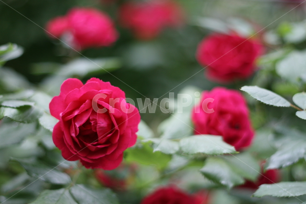 rose,장미,꽃,flower,식물,plant,blossom,식물,자연,plants,nature,꽃,flower