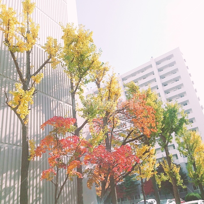 가을,햇살,단풍,잎,가을풍경,오후,autumn