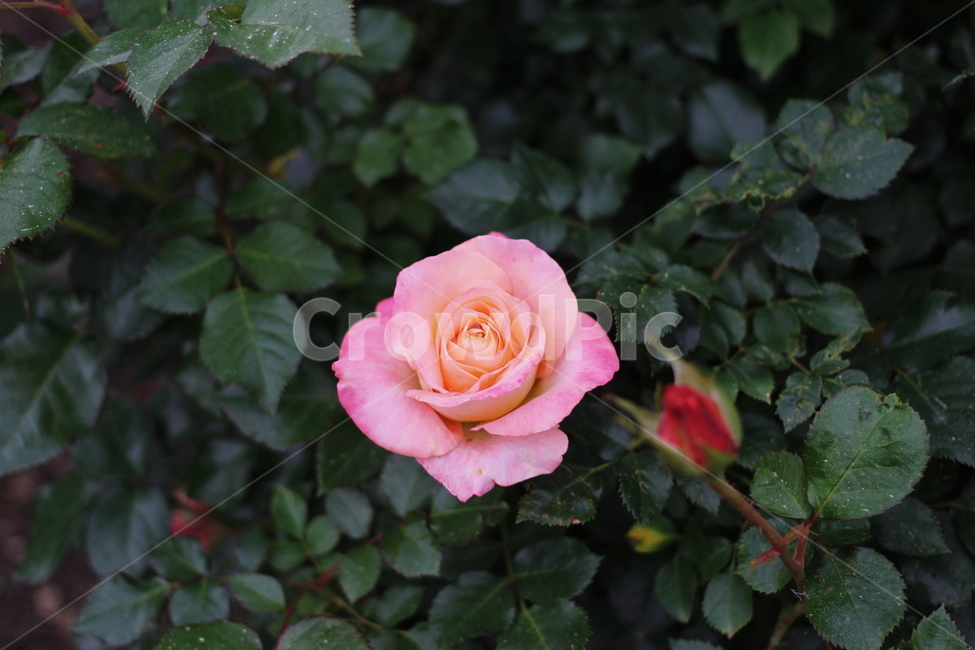 장미,rose,꽃,식물,플라워,flower,축제,향기,꽃향기,봄,계절,spring,season,식물,자연,plants,nature,꽃,flower,blossom,plant