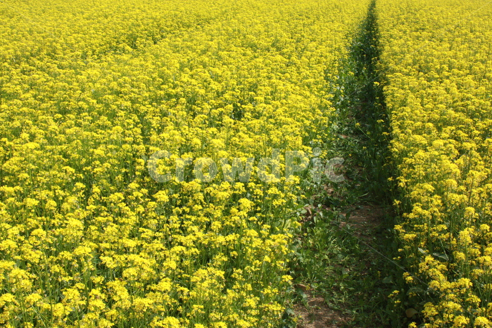 유채꽃,노랑,노란색,유채,축제,꽃,봄,계절,spring,season,자연,풍경,nature,landscape,field,들
