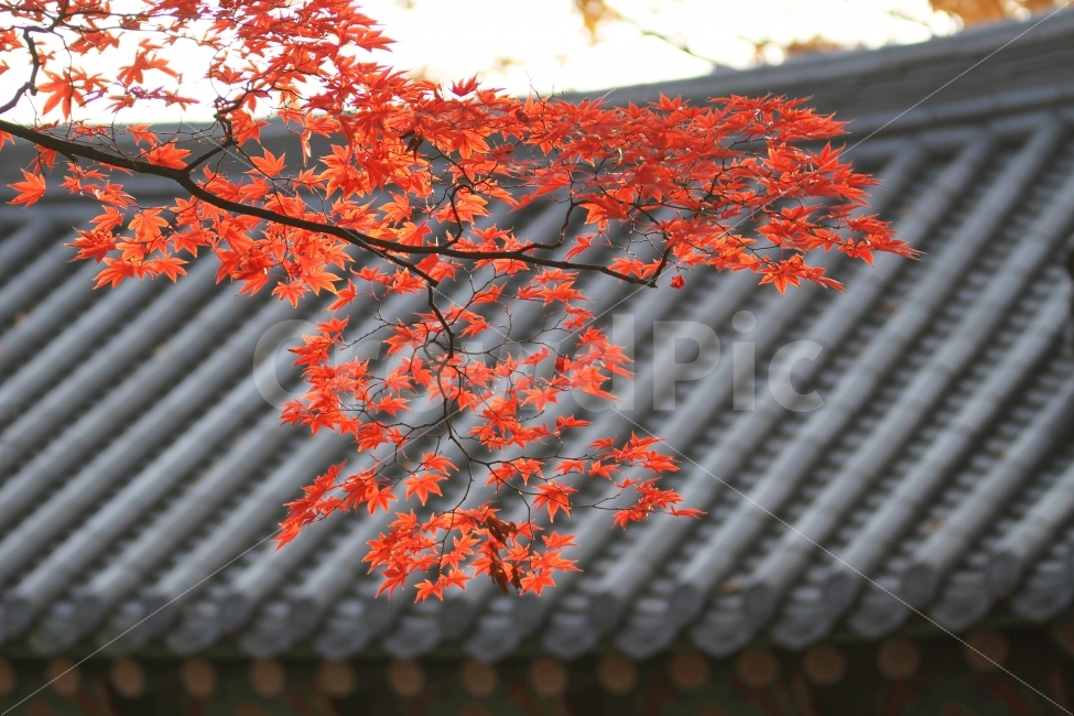 가을사진,단풍사진,기와사진,단풍잎,감성사진,가을,계절,fall,autumn,season,한국전통,한국문화,korean traditional,korean culture,식물,자연,plants,nature,건축물,건물외관,exterior,building,structure,architecture,construction,leaf,잎,plant,tree,나무,maple,단풍