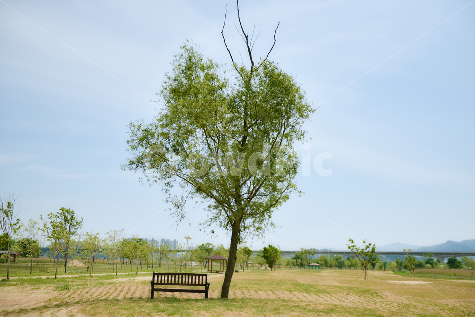 꽃,자연,접사,녹색,힐링,신선함,season,plants,nature,flower,sensible,feeling,색깔,색상,색채,색감,colorsense,colorsensitivity,feelingofcolor,감성,평온함,느낌,휴식,드라이플라워,노랑