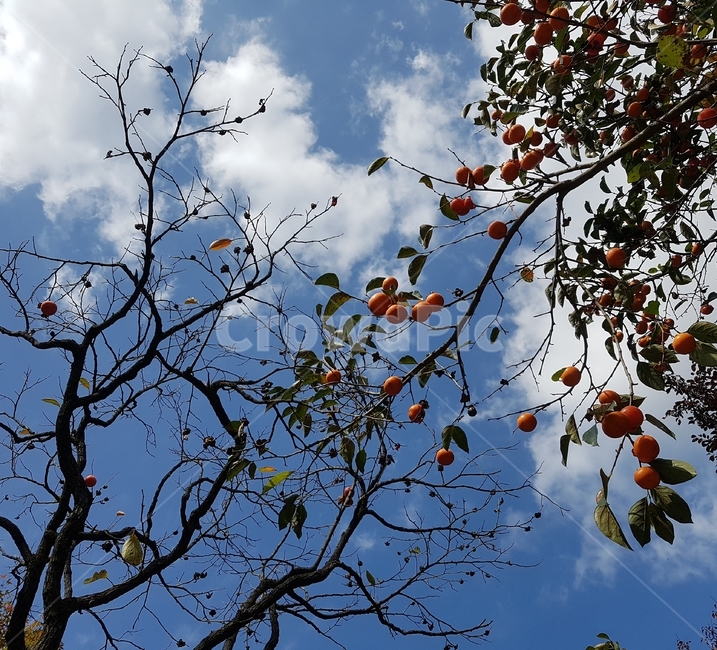 감나무,가을,감성,구름,하늘,감,자연,가을,계절,fall,autumn,season,나무,trees,wood,과일,열매,fruit,plant,식물