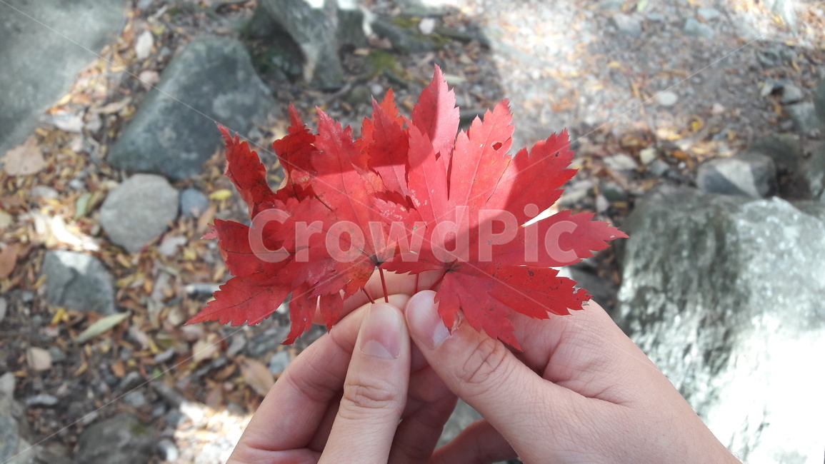 단풍,낙엽,단풍잎,가을,자연,손,가을,계절,fall,autumn,season,plant,식물,leaf,잎,tree,나무