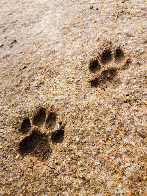 발자국,강아지,개,모래,발도장,흙길,정확,해변,바다,beach,sea,개,강아지,dog,doggy