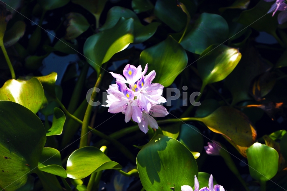 선유도공원,식물,부레옥잠,옥잠,꽃,식물,자연,plants,nature,꽃,flower