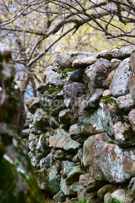 돌담,돌담길,산수유돌담길,산수유,꽃길,석담,돌,시골,시골길,시골마을,풍경,nature,landscape,road,stone