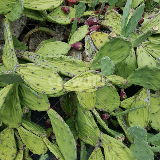 백년초,선인장,초록,안정,green,식물,자연