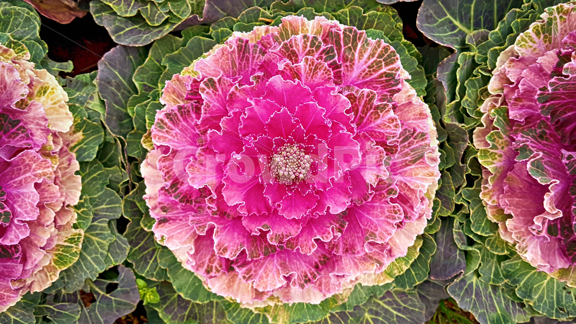 꽃양배추,꽃배추,잎모란,양배추,cabbage,음식,plant,식물,food,야채,vegetable