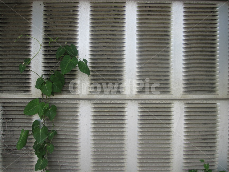 담벼락,담,벽,담쟁이,덩굴,식물,잎사귀,leaf,ivy,잎,담쟁이덩굴,자연,회색,초록,식물,자연,plants,nature,건축물,건물외관,exterior,building,structure,architecture,construction