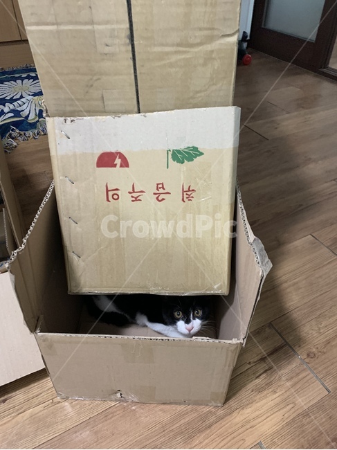 고양이,새끼고양이,아기고양이,동물,생물,포유류,상자