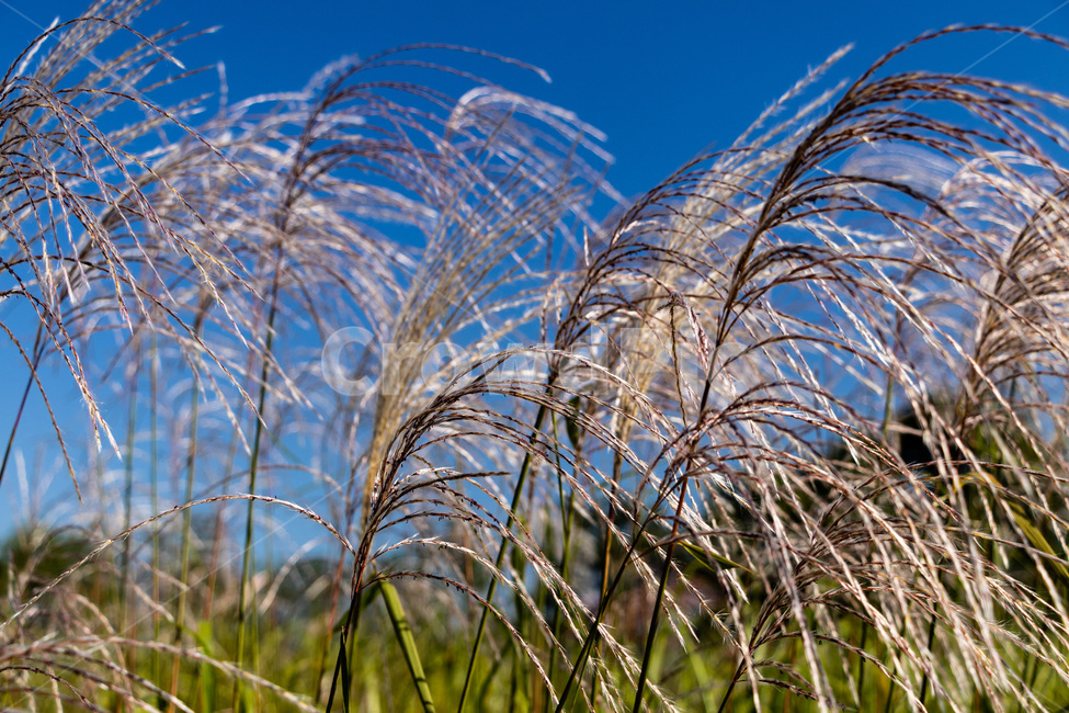 하늘공원억새,억새풀,억새,억새밭,억새풀밭,하늘공원억새풀,식물,자연,plants,nature