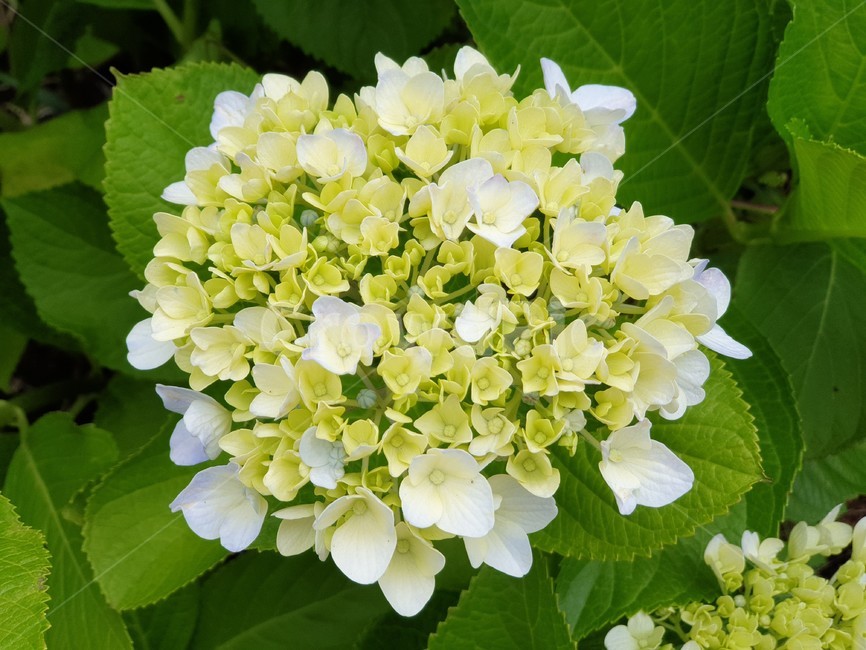 제주도,제주도수국,수국,꽃,자연