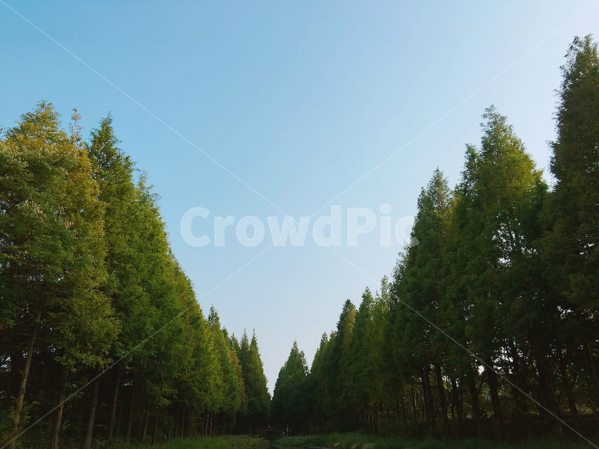 나무,하늘,tree,자연,sky