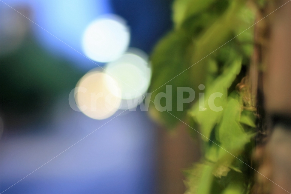 풍경,야경,담벼락,나뭇잎,보케사진,식물,자연,plants,nature,감성,sensible,feeling