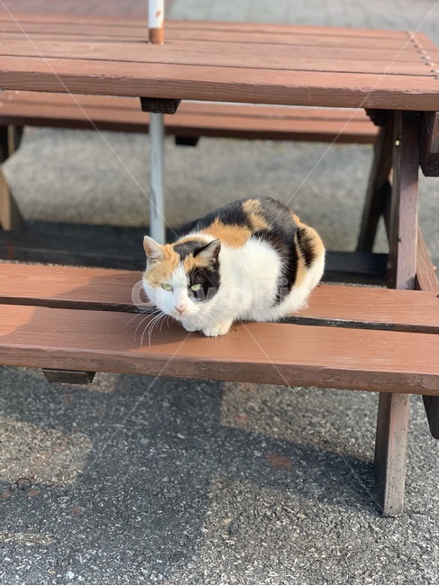고양이,삼색이,동물,길고양이,야옹이,동물,animal,포유류,mammal,고양이,cat,kitten,kitty
