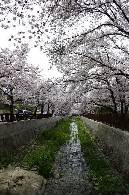 여좌천,봄,나무,벚꽃,풍경,꽃,식물,봄,계절,spring,season,plant,flower,blossom
