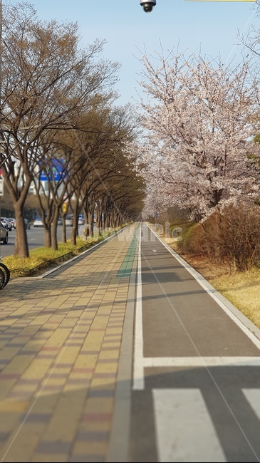 벛꽃,나무,도로,인도,자연,도시