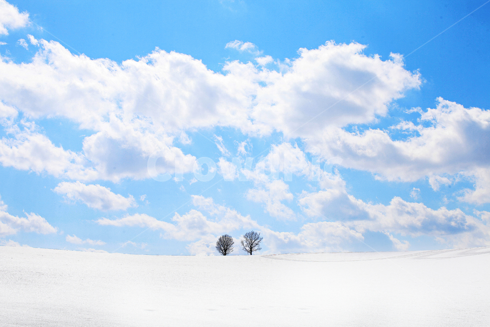 설경,비에이,설원,겨울,자연,풍경,세계,눈,설산,sapporo,biei,winter,겨울,계절,winter,season,자연,풍경,nature,landscape,해외,외국,세계,foreign,oversea,world,세계자연풍경,해외자연풍경,외국자연풍경,world nature landscape,식물,plants,나무,trees,wood,outdoors,옥외