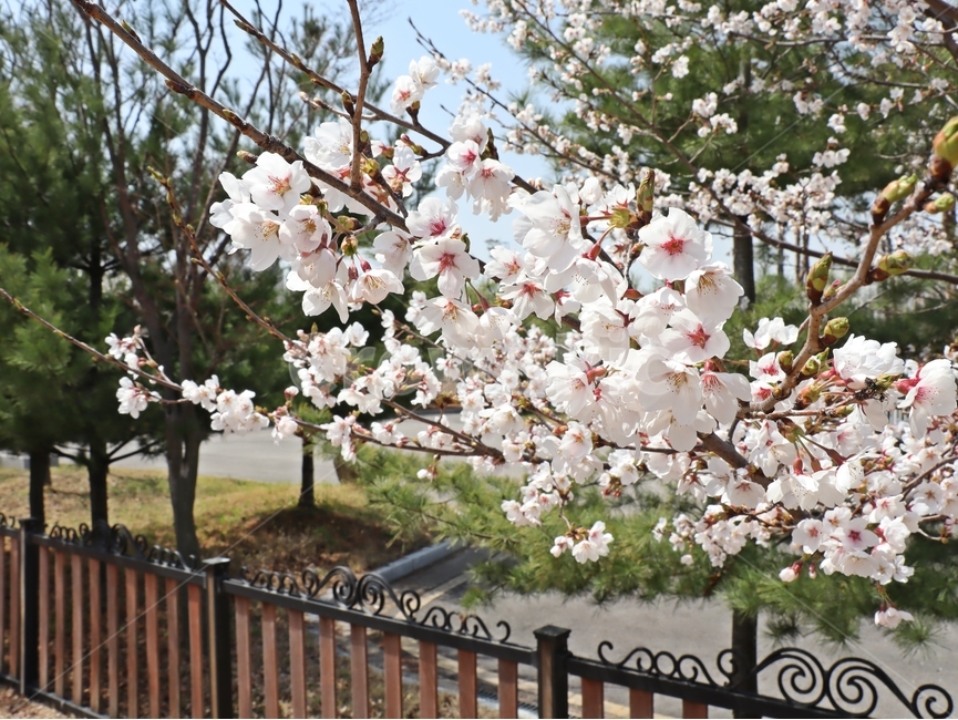 벚꽃,사쿠라,공원,봄,봄꽃,봄,계절,spring,season,plant,식물,flower,꽃,blossom