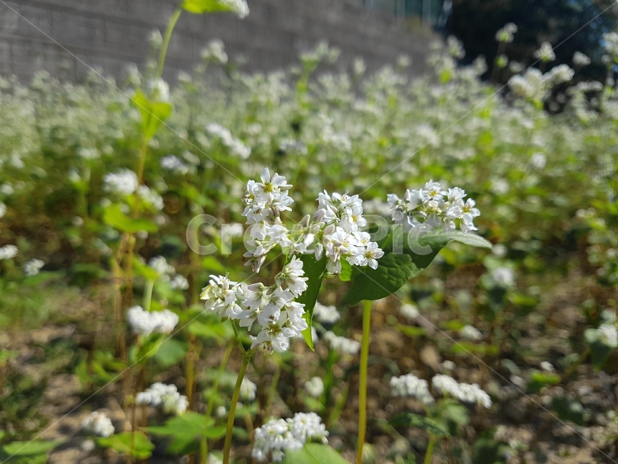 메밀,메밀꽃,buckwheat,가을,필터,filter,메물,flower,마당,색,color