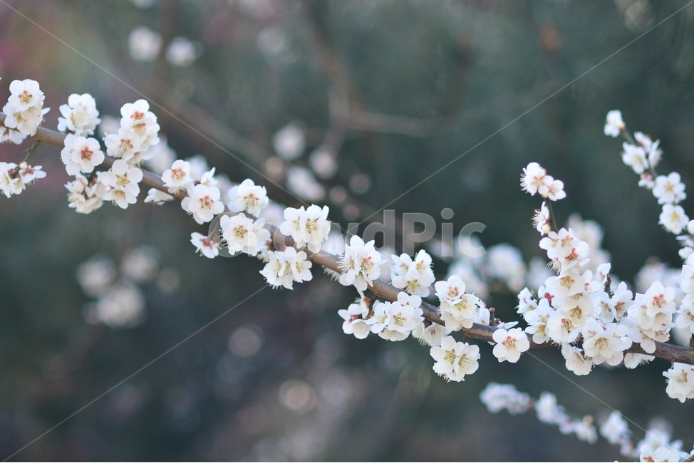 섬진강,섬진강기행,기행,남도,전라도,일상,시골,니콘,NIKON,D7100,DSLR,사진,여행,정취,느낌,파스텔톤,파스텔,매화꽃,흰색,매화,청매농원,청매원,청매실농원,청매화농원,매화축제,매화꽃축제,섬진강축제,축제,매화마을,광양,전남광양,전남,새싹,봄,식물,자연,plants,nature,계절,spring,season,꽃,flower,정자,한국전통,한국문화,koreantraditional,koreanculture,나들이,오후,데일리,감성,새로움,변화,배경,화사한,봄꽃,시안,광고,디자인,카다로그,뉴스레터,잡지,홍보,햇빛,눈부시다,눈부신,봄날씨,봄,계절,spring,season,식물,자연,plants,nature,꽃,flower,plant