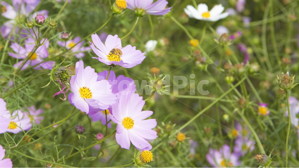 여름,코스모스,벌,꿀,날씨,맑음,공원,가을,계절,fall,autumn,season,식물,자연,plants,nature,꽃,flower,plant