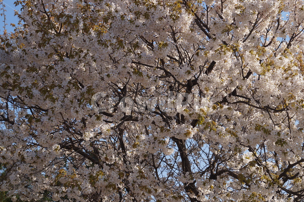 봄,꽃,자연,flower,spring,봄,계절,spring,season,식물,자연,plants,nature,꽃,flower,plant,blossom