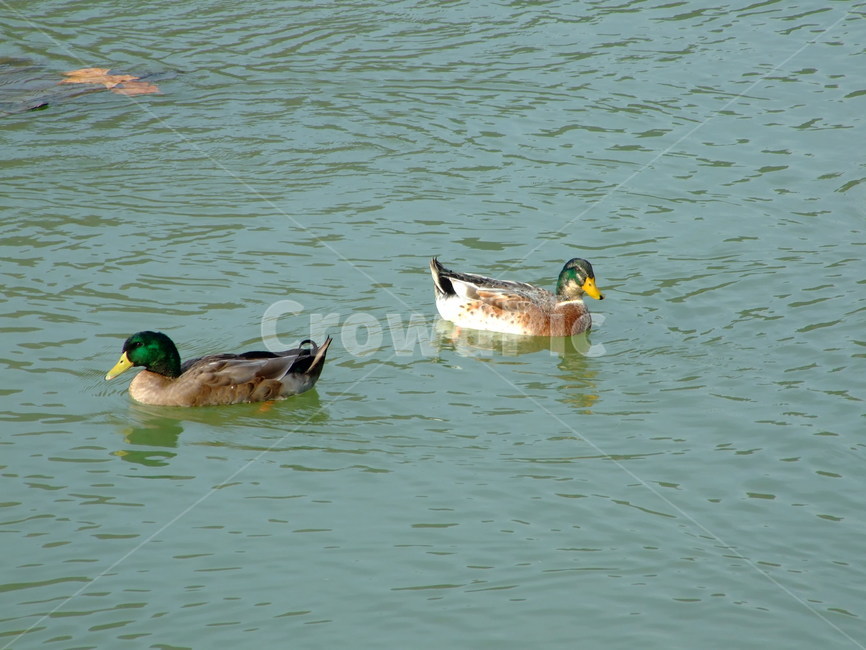 오리,물오리,호수,풍경,시골,동물,animal,조류,새,birds