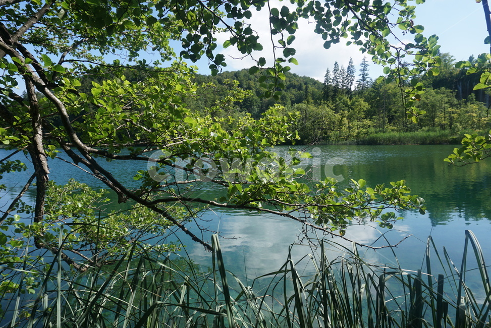 호수,여름,플리트비체,크로아티아,croatia,자연,풍경,nature,landscape,해외,외국,세계,foreign,oversea,world,세계자연풍경,해외자연풍경,외국자연풍경,world nature landscape,outdoors,옥외,land,땅,water,물