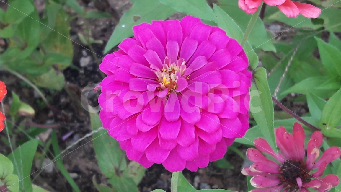 분홍색,꽃,초록색,자연,배경,식물,자연,plants,nature,꽃,flower