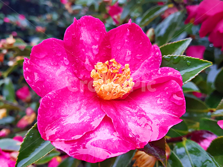 동백꽃,꽃,flower,제라늄,geranium,blossom,식물,plant