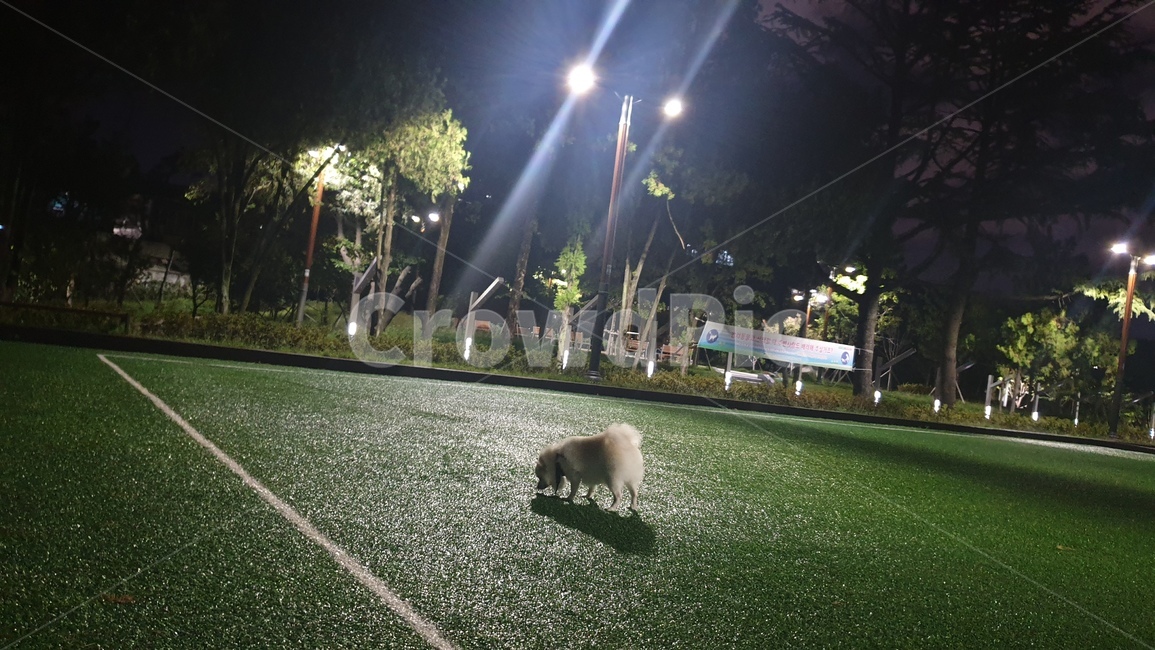 강아지,dog,옥외,outdoors,park,공원,저녁,evening,가로등,빛,light,streetlight,노즈워킹,nosewalking,반려견,산책,잔디,pet,walk,lawn,동물,animal,개,강아지,dog,doggy