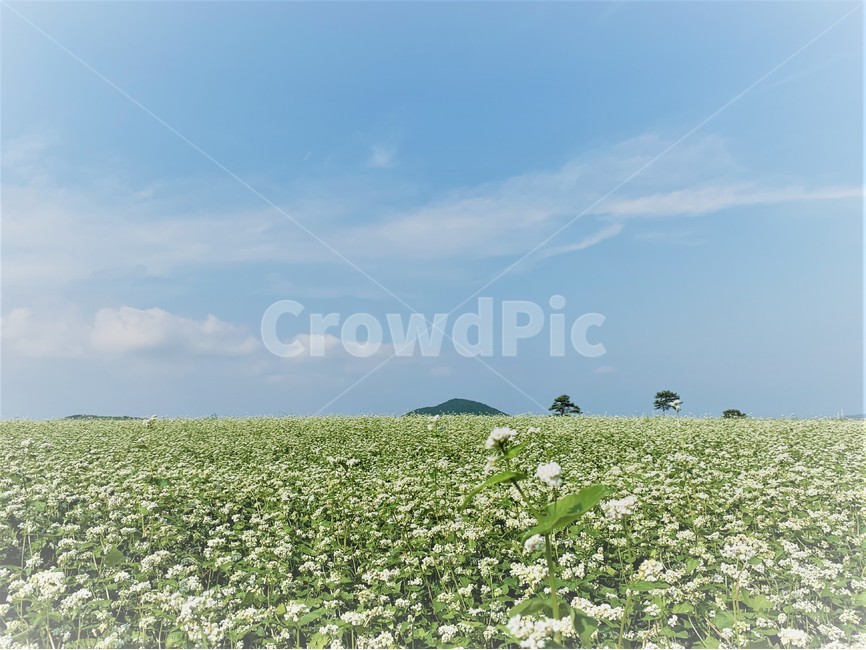 제주도,제주,보롬왓,메밀밭,메밀꽃,6월,초여름,여름제주,jeju,nature,자연,field,들,grassland,목초지,outdoors,옥외,설렘,설레임,산,한라산,구름,sky,cloud,따스함,따뜻한,따사로운,꽃밭,꽃,flower,구름날개