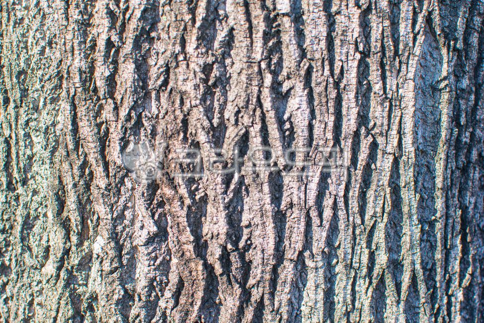 tree trunk,shell,texture,tree,skin,group